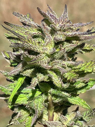 2024 Outdoor Seed Grow Report - Pictorial