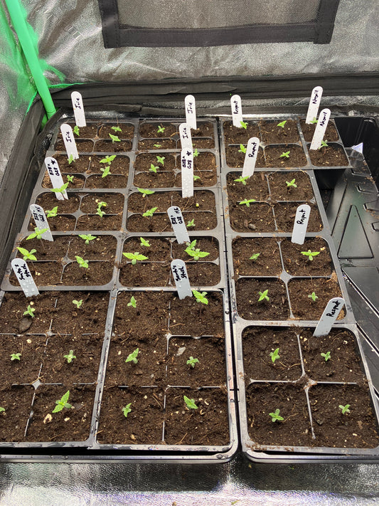Seven Days to Seed