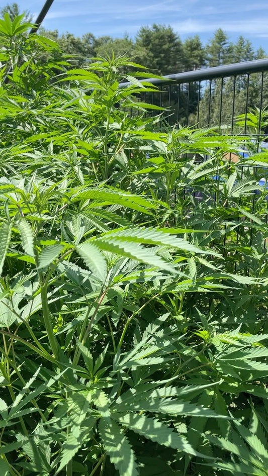 Craft Cannabis Seeds – Breeding for Success