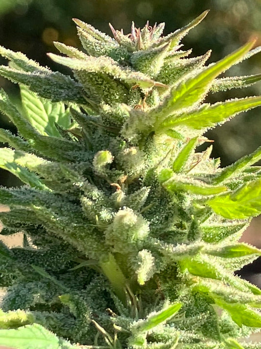 Packing Ital Landrace Ganja Seeds - Lamb’s Breath Seeds