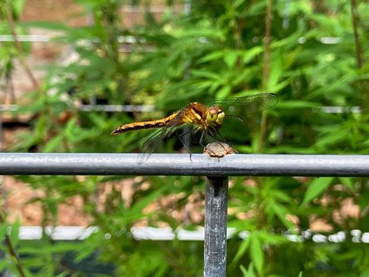 Dragonfly Magic & More