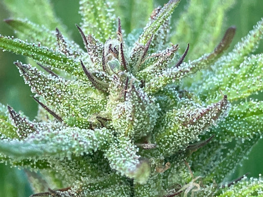 Free Seeds and New Pics!