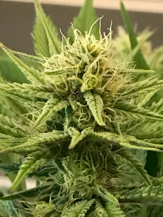 Landrace Cannabis Seeds