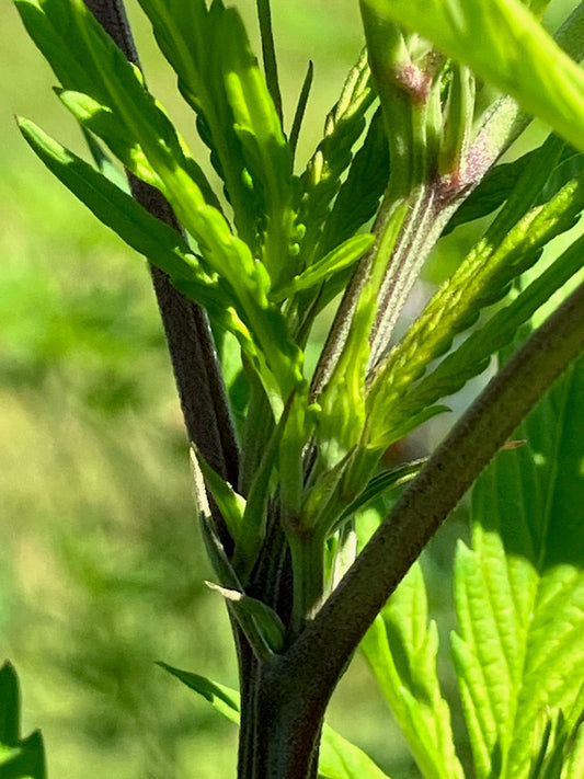 Pre-flower Picture Show