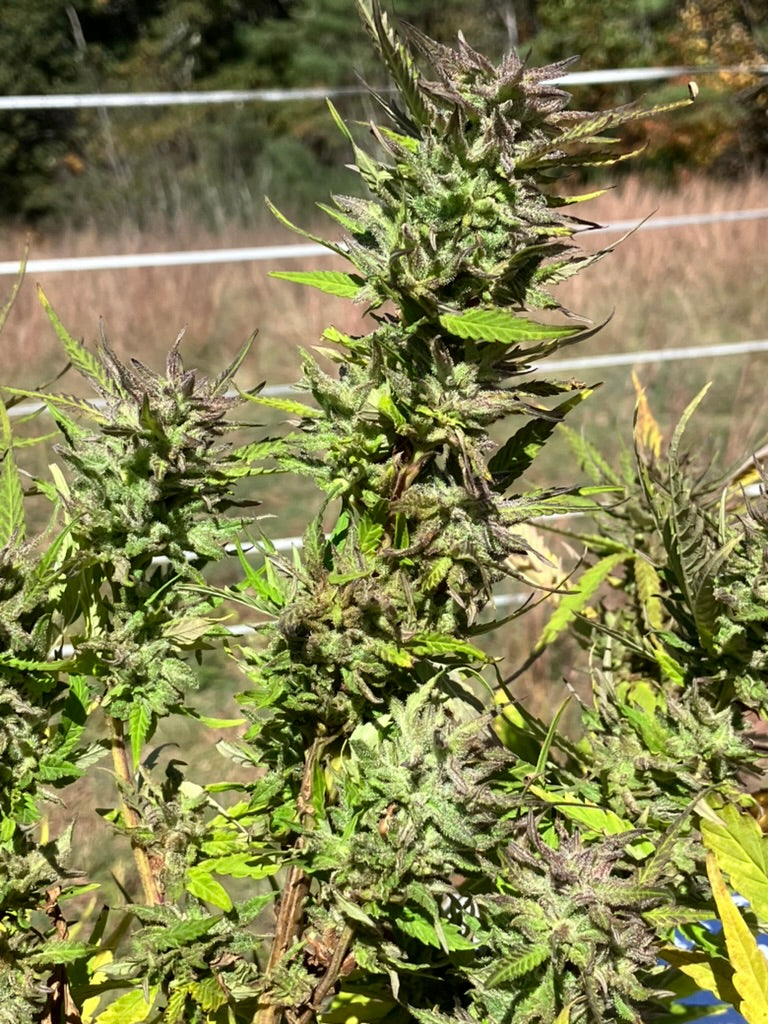 Close-up of Lamb’s Breath Irie Select cannabis seeds – heirloom Jamaican landrace sativa strain known for high THC, red stems, and spicy floral buds.