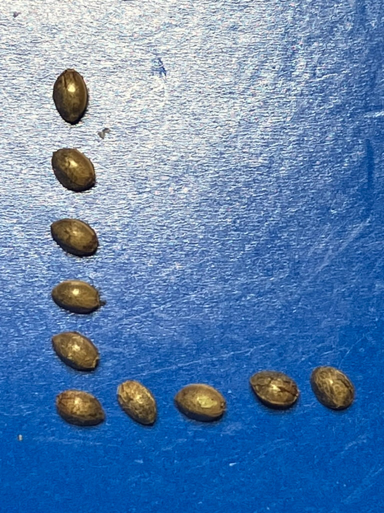 Lamb's Breath Legend seeds