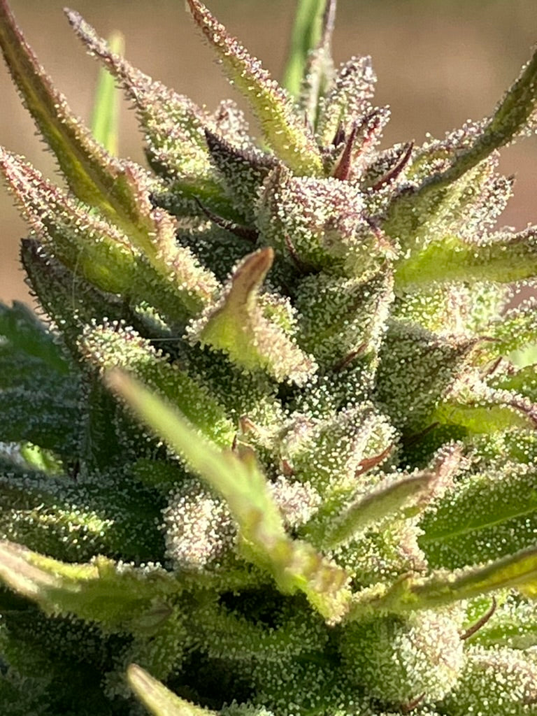 Lamb's Breath Legend seeds