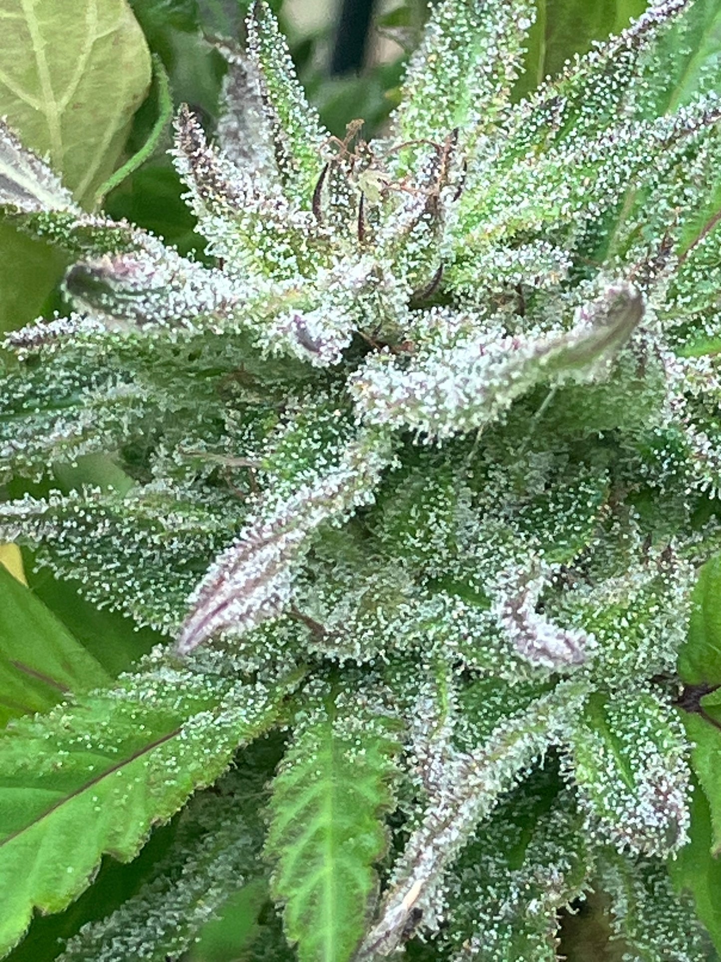 Close-up of Lamb’s Breath Irie Select cannabis seeds – heirloom Jamaican landrace sativa strain known for high THC, red stems, and spicy floral buds.