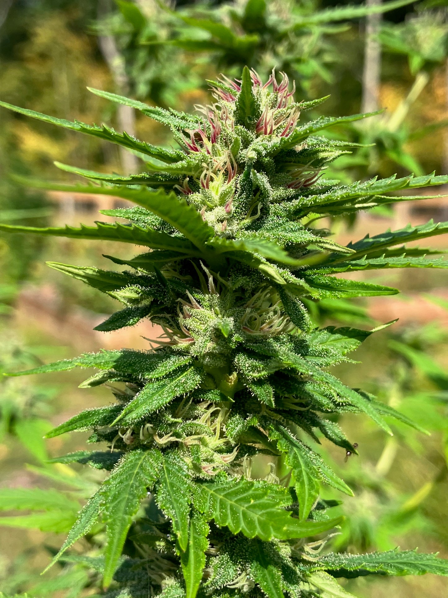Lamb's Breath Legend seeds