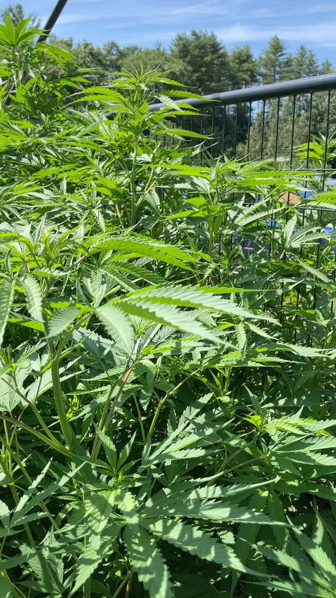 Craft Cannabis Seeds – Breeding for Success