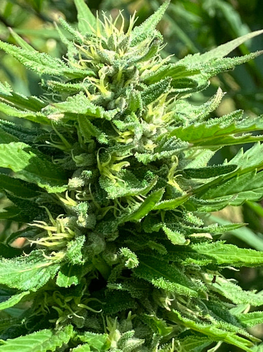 Respect for All - Free Cannabis Seeds!