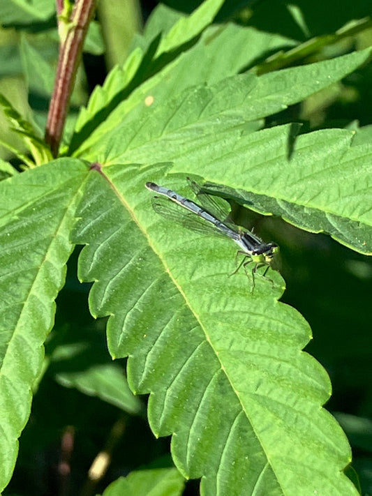 A Damselfly and the Lamb's Breath Seed Stud