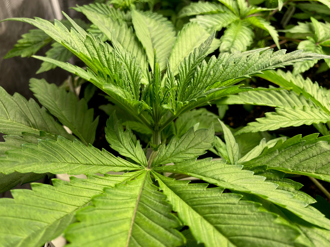 Spring Grow Report - And Pics!