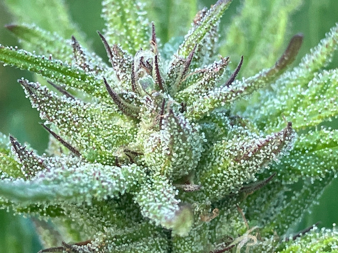 Free Seeds and New Pics!