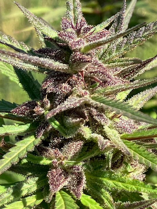 Save Our Seeds Update