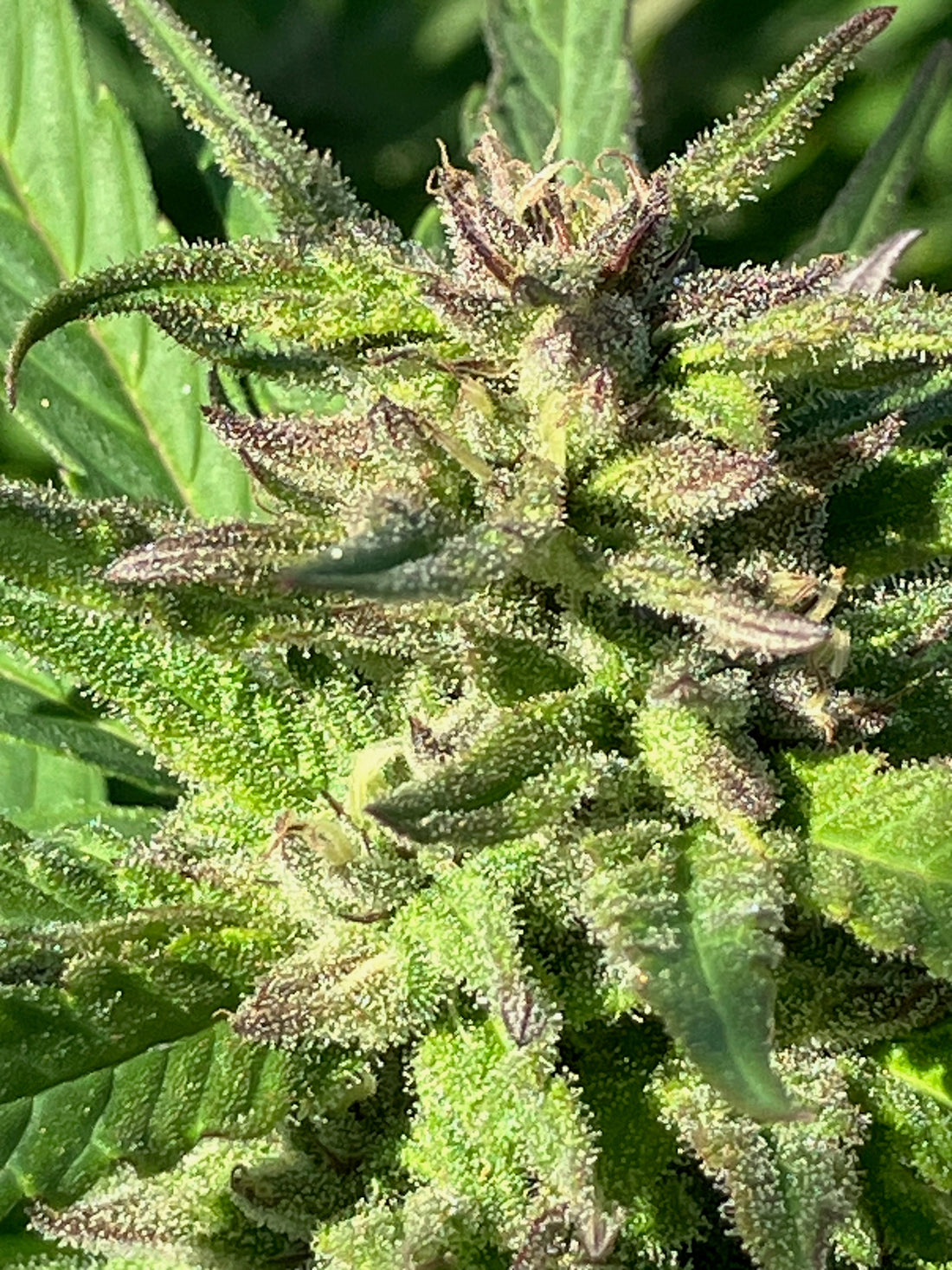 About Those Free Seeds!