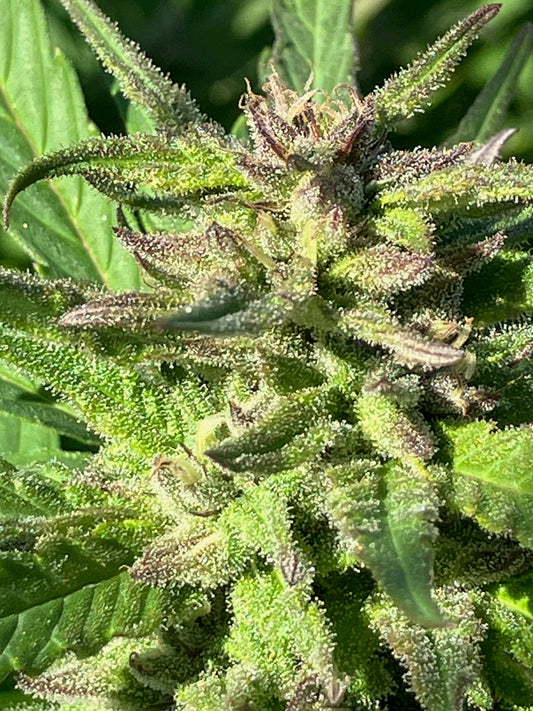 About Those Free Seeds!