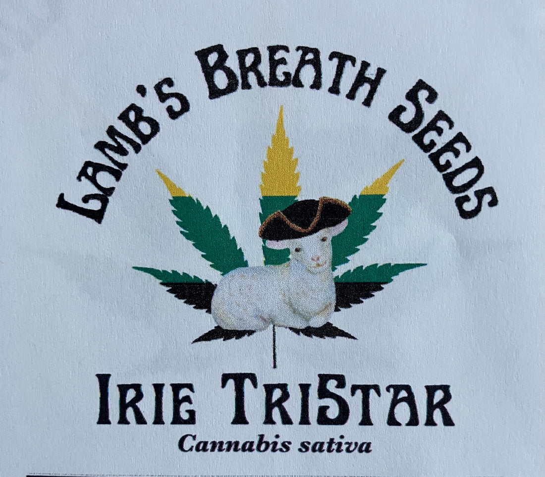 New Seed Drop - Irie TriStar!