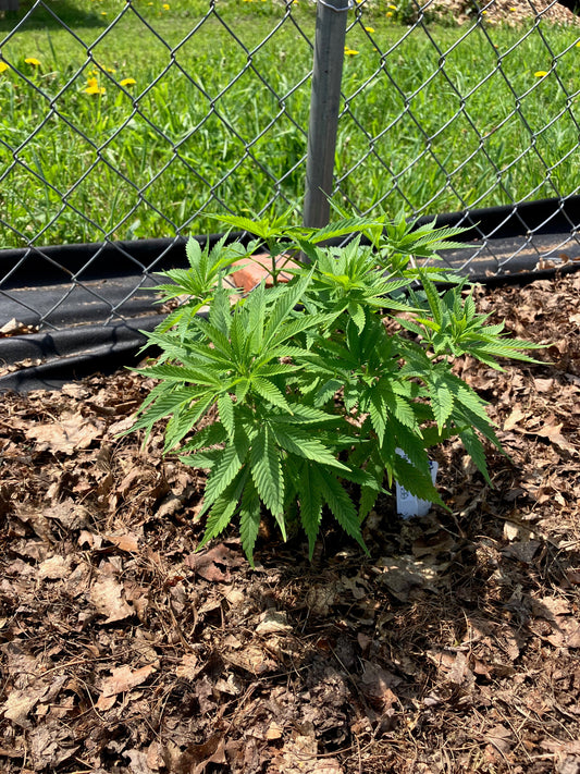 Keep Seeds Legal message from NASC