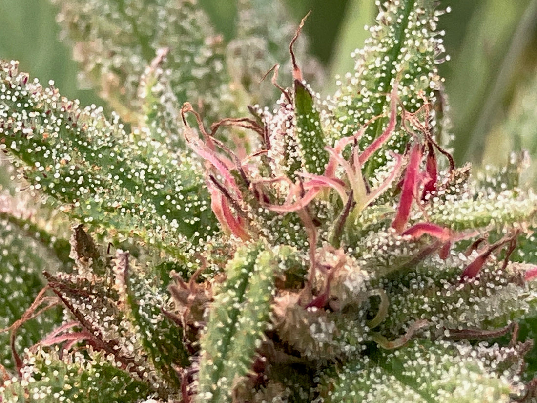 Lamb's Breath Seed Moms Covered!