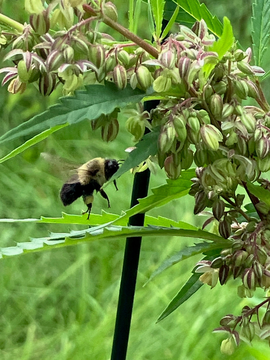 Lamb's Breath Pure Pollen