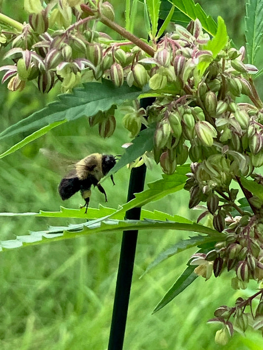 Lamb's Breath Pure Pollen