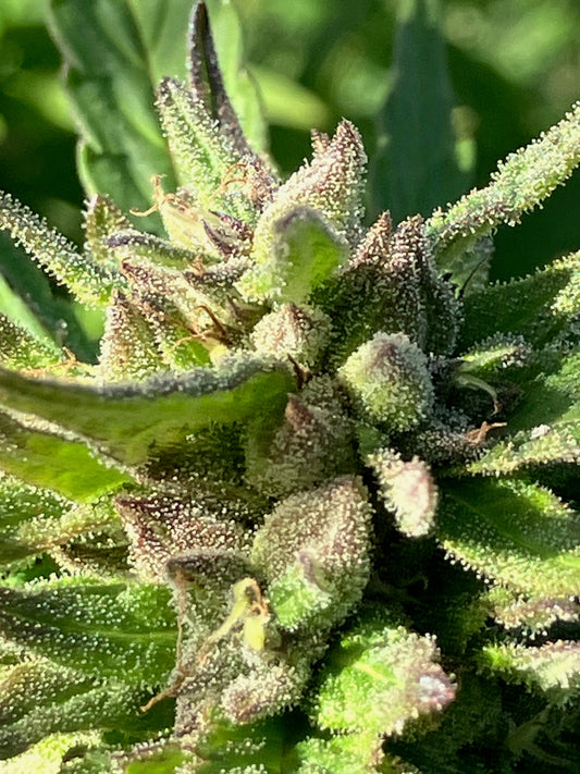 May BOGO Plus on 3 New Seed Drops!