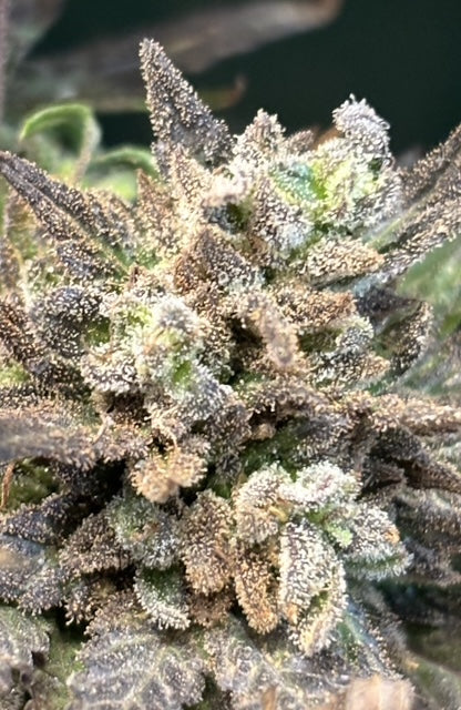 Free Seeds, Grower Pics and Bad News