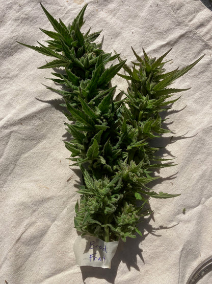 Lamb's Breath Breadfruit