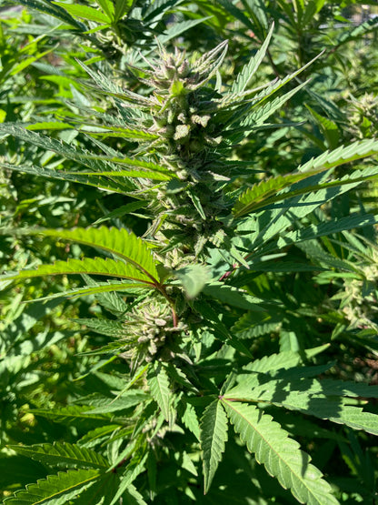 Lamb's Breath Breadfruit