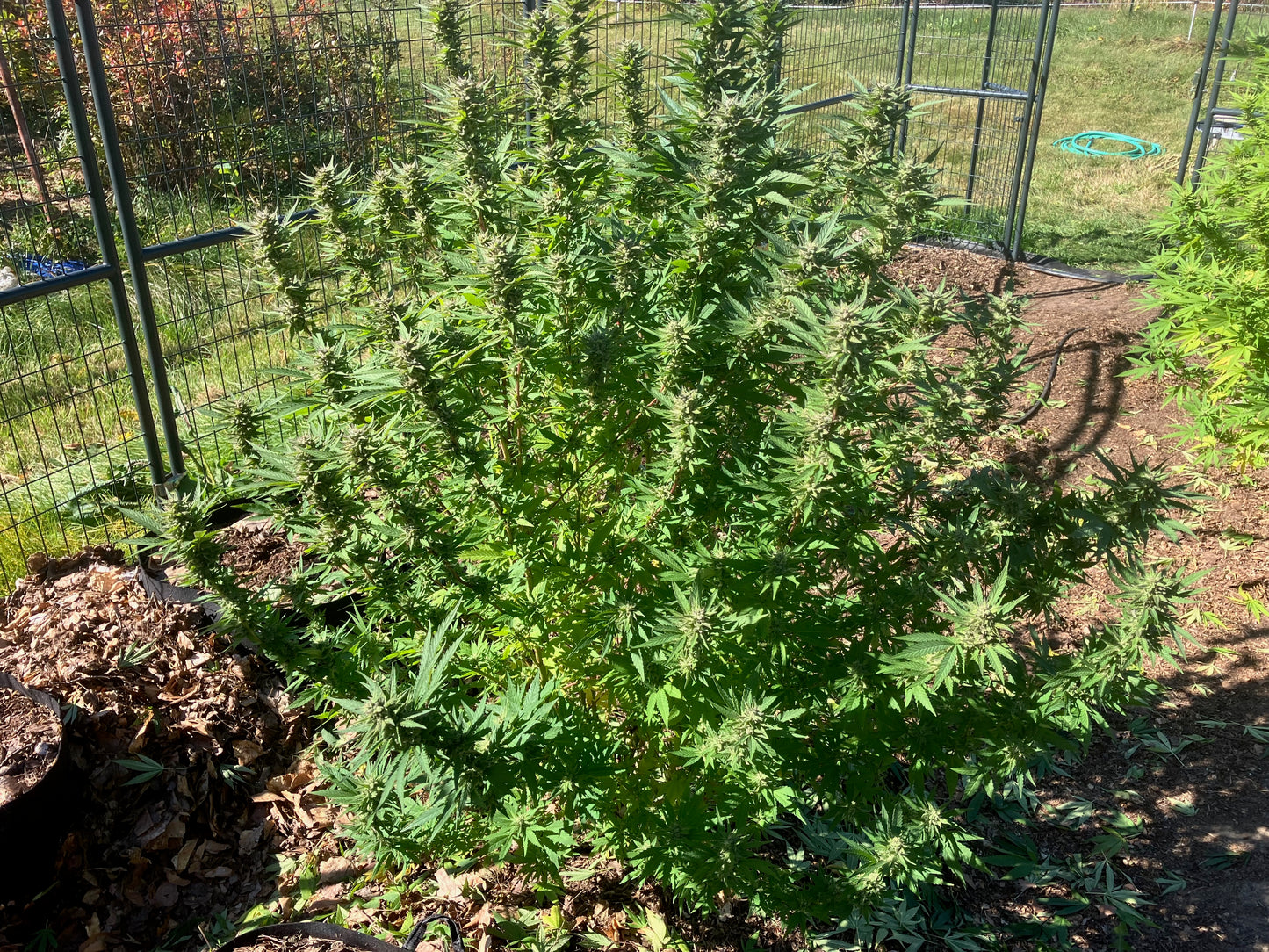 Lamb's Breath Breadfruit