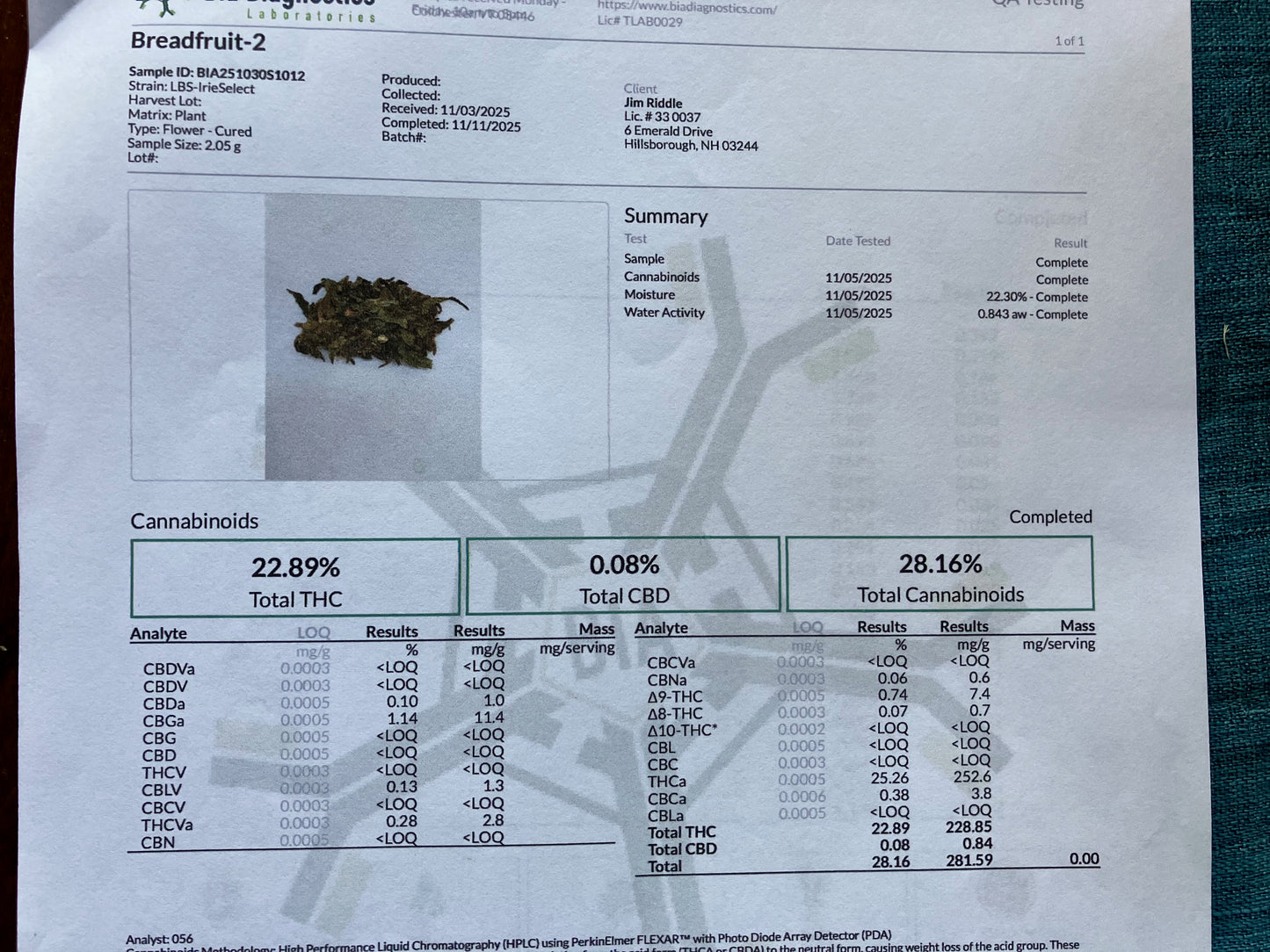 Lamb's Breath Breadfruit
