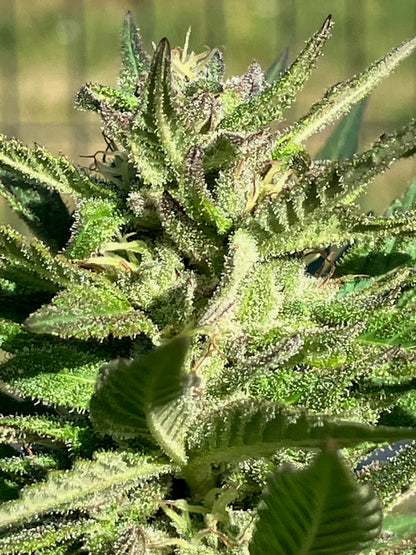 Lamb's Breath Breadfruit