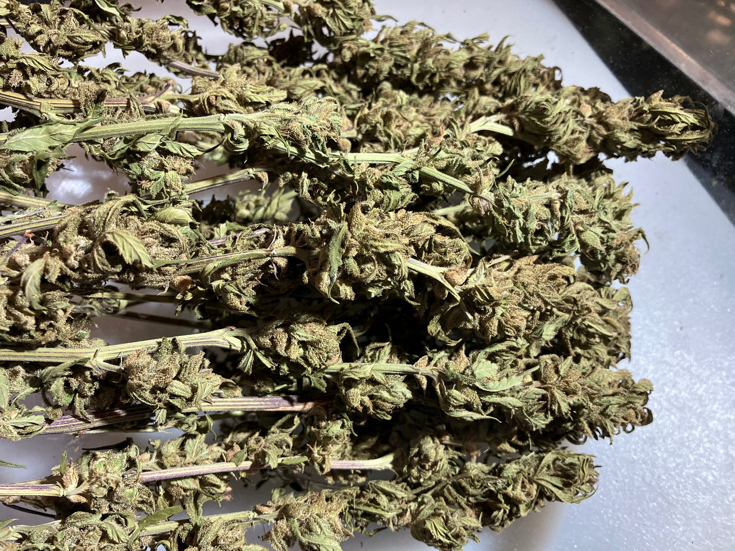 Lamb's Breath Breadfruit