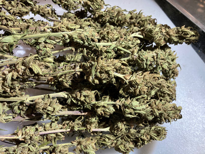 Lamb's Breath Breadfruit