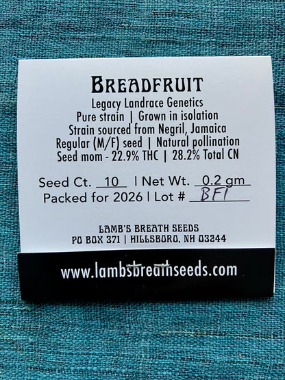 Lamb's Breath Breadfruit