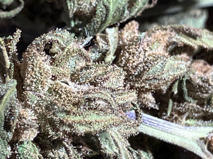 Lamb's Breath Breadfruit