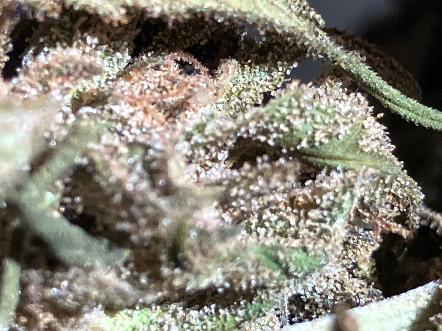 Lamb's Breath Breadfruit