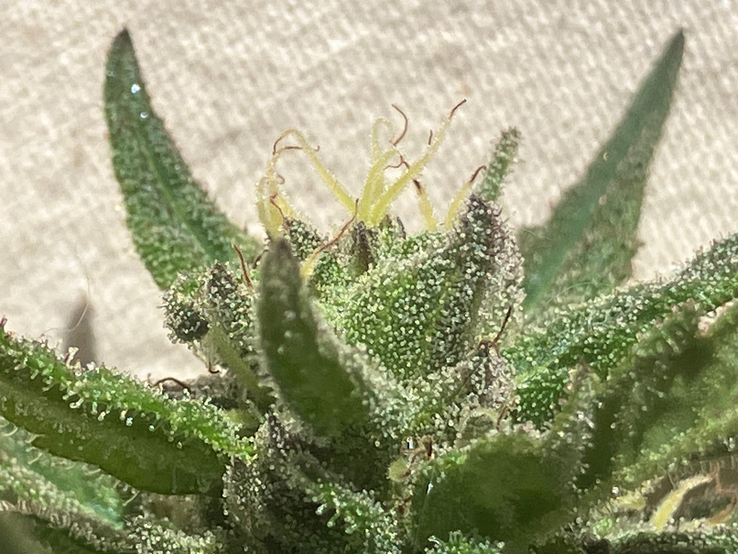 Lamb's Breath Breadfruit