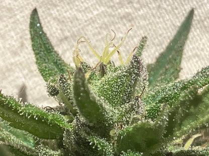 Lamb's Breath Breadfruit