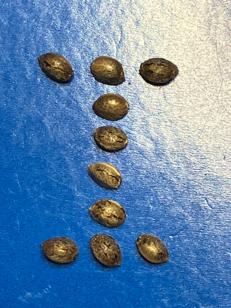Lamb's Breath Irie Select seeds