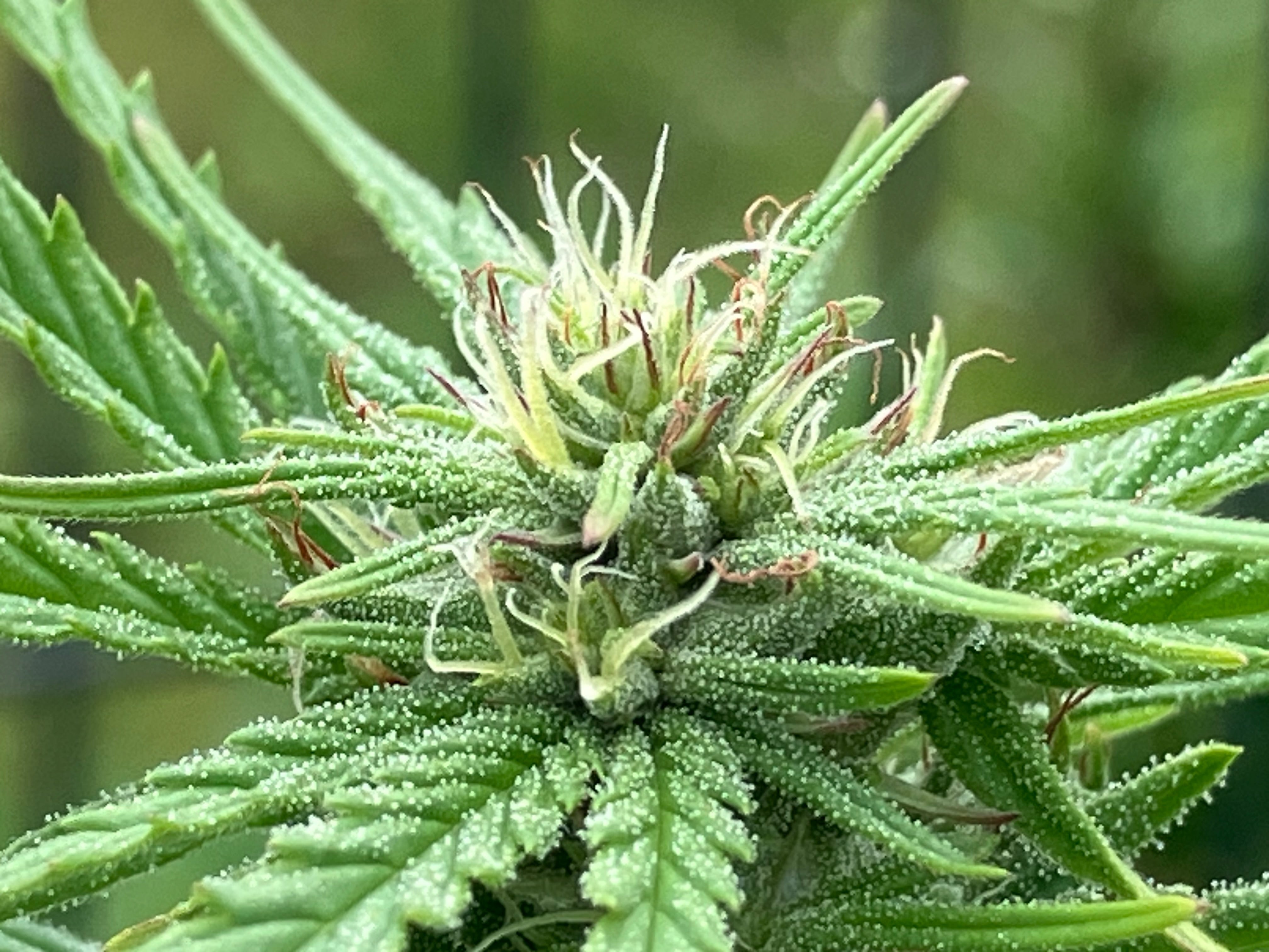 Lamb's Breath Legend Cannabis Seeds – Lamb's Breath Seeds