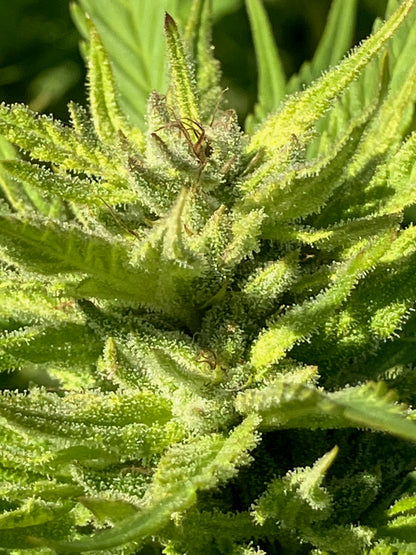 Lamb's Breath Legend seeds