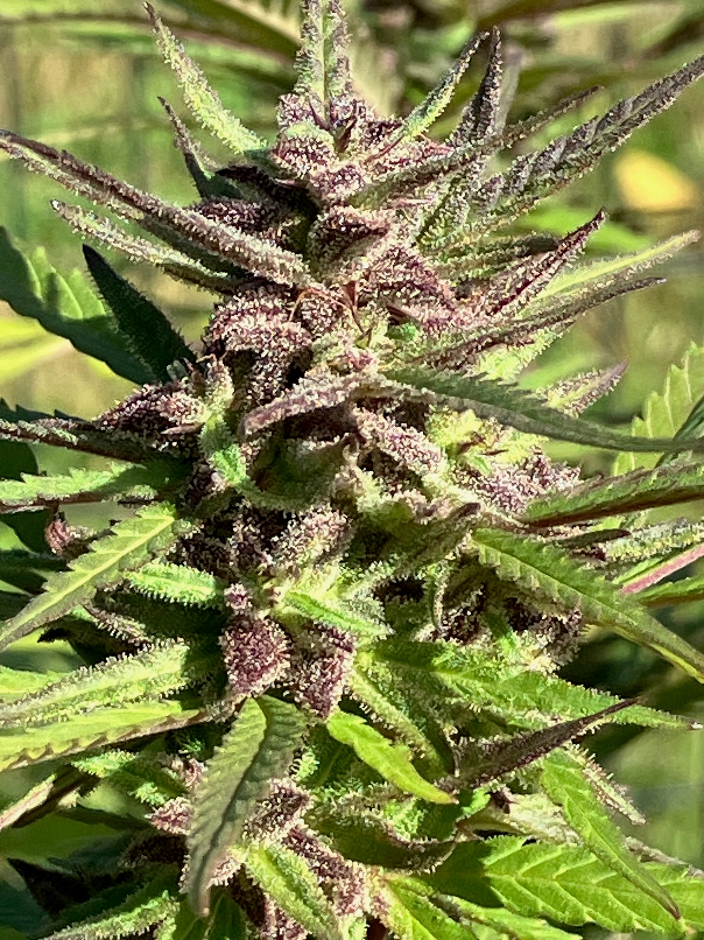 Lamb's Breath Balance seeds