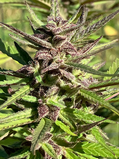 Lamb's Breath Balance seeds