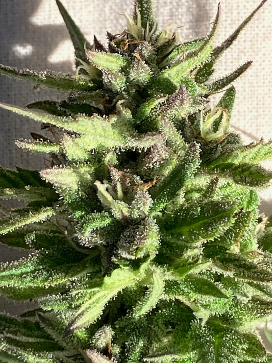 CT-NOFA conference special