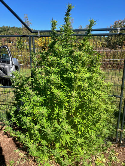 Lamb's Breath Legend seeds