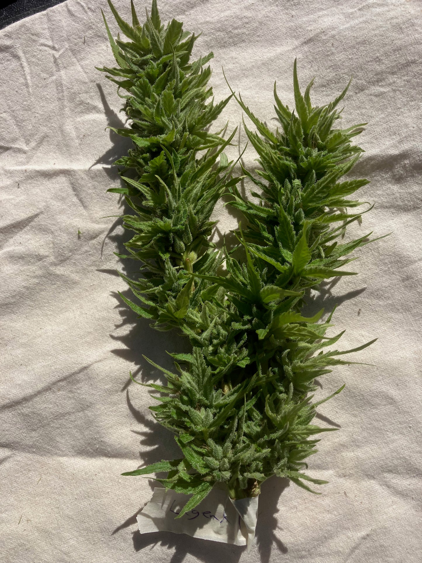 Lamb's Breath Legend seeds