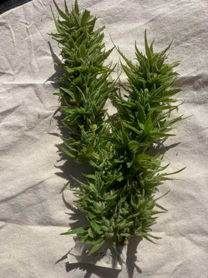 Lamb's Breath Legend seeds