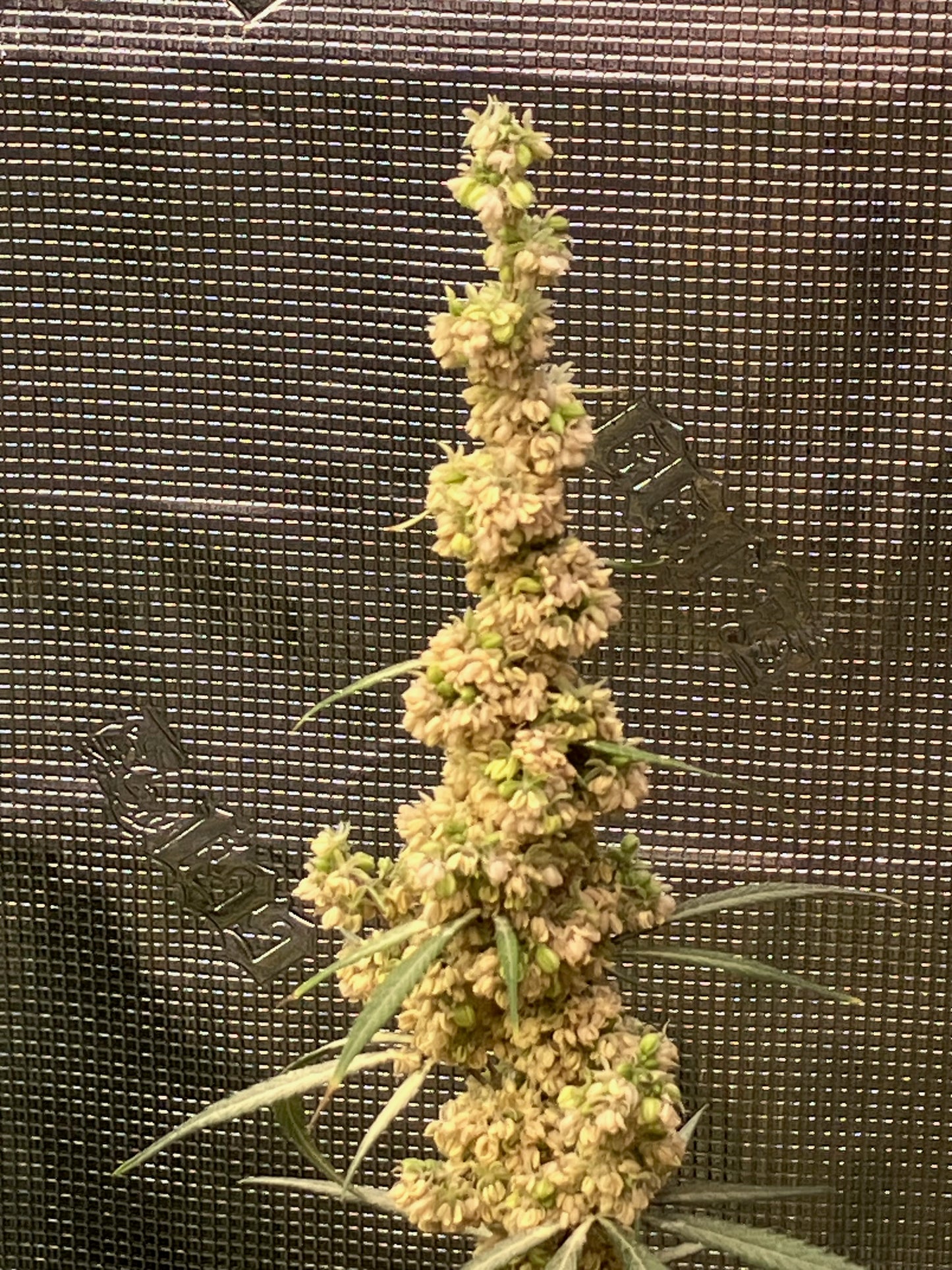 New Drop - Balance Pollen - Supply Limited